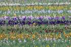 USA, Oregon. Rows of bearded iris in field Art Print